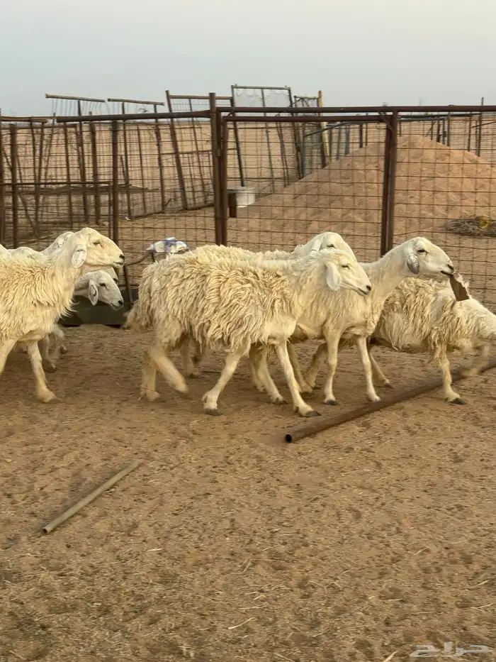 للبيع غنم طيبه 7