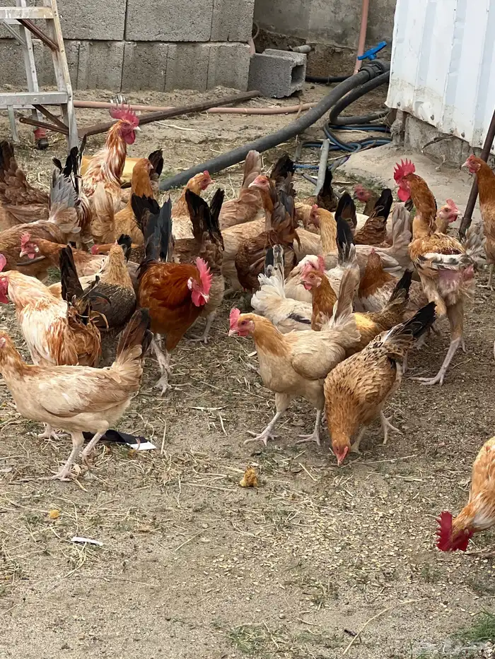 دجاج بشاير للبيييع 0