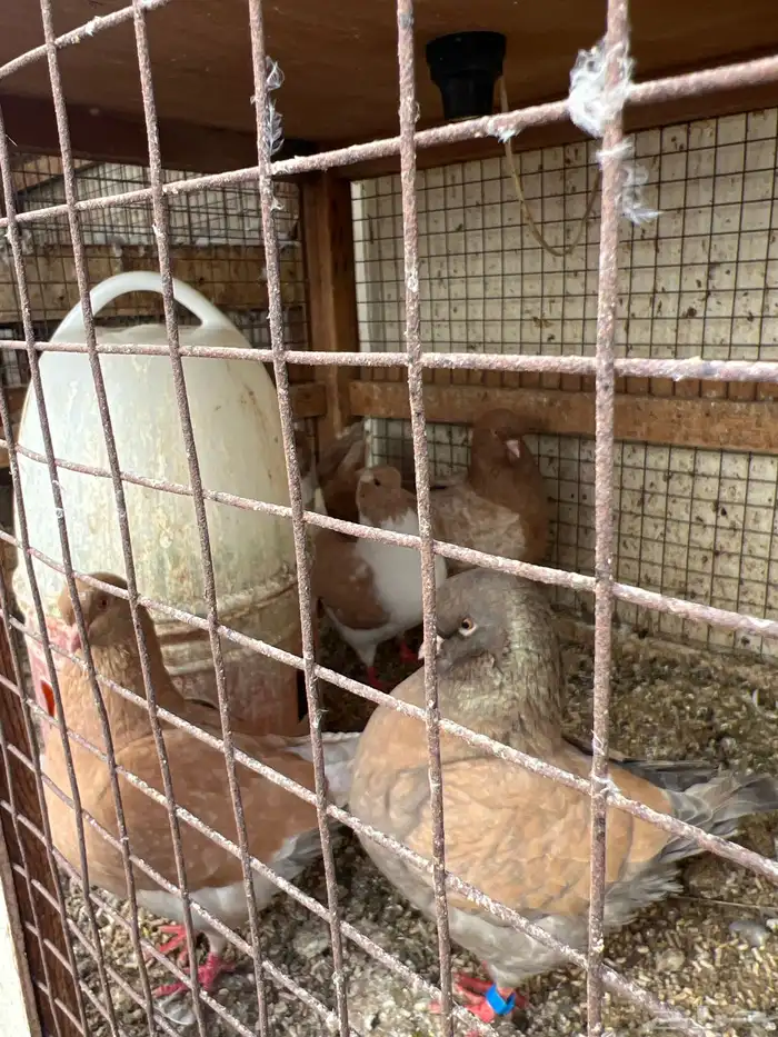 جوز مدينة حجم ماشاء وخمس حبات 1