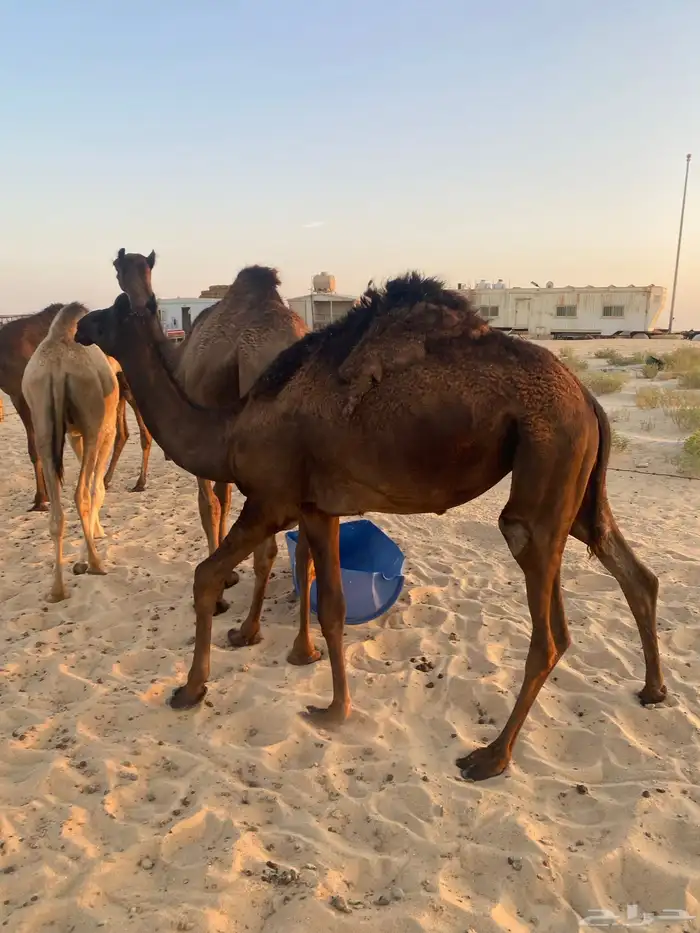بكره مجهم 0