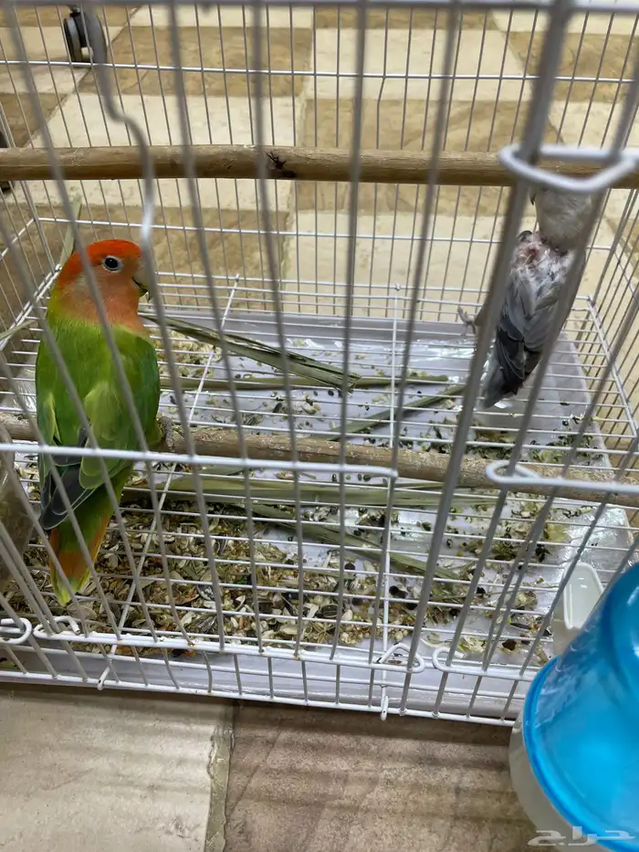 جوز روز 1