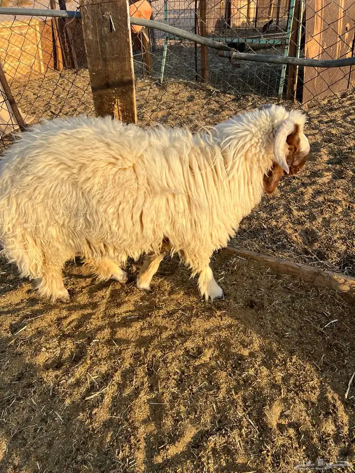 خروف 7 شهور مغلق تممم البيع 2