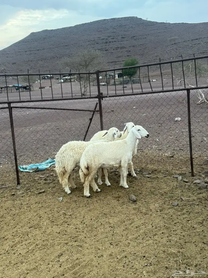 رخال 2
