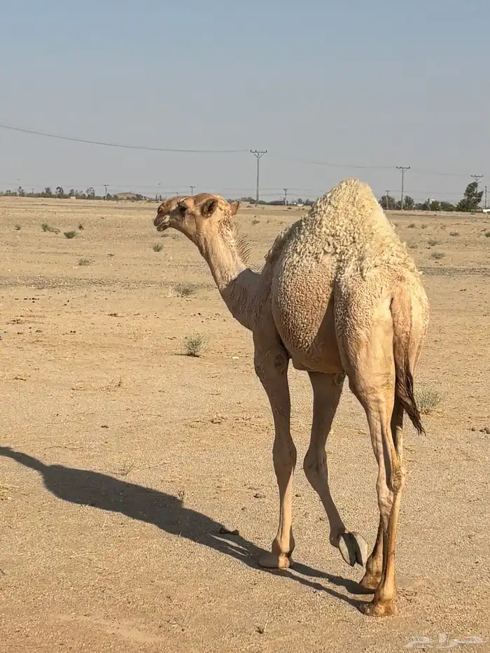 البيع قعود 2