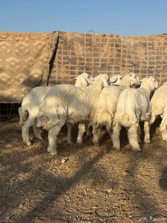 للبيع بهم حريات طيب ومغلق شحم 0