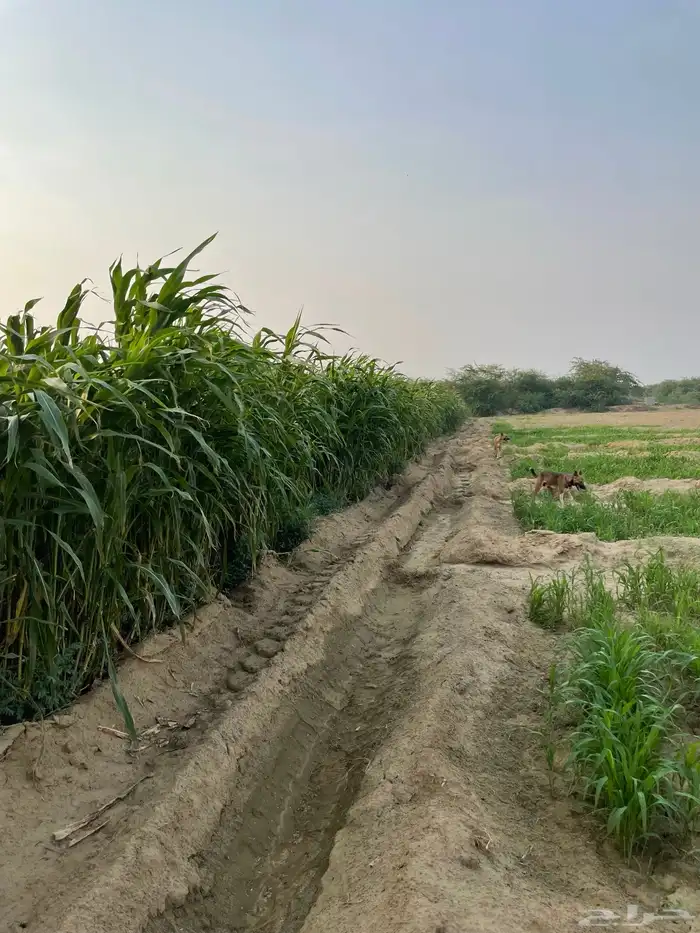 قصب اخضر لبيع لتواصل 3