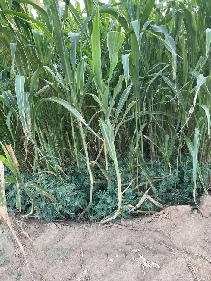 قصب اخضر لبيع لتواصل 2