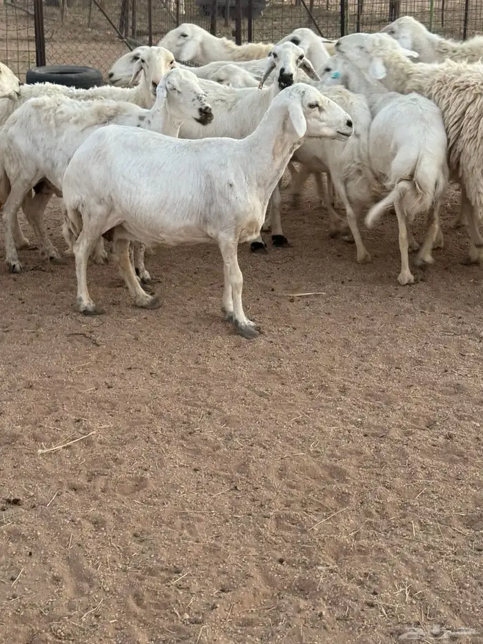 للبيع غنم طيبه 3