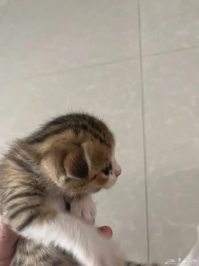 قطط سكوتش فولد وستريت 4