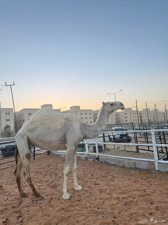 ناقه ضروبه عشرا منتج معزوله بنتها منها توها شاق 1