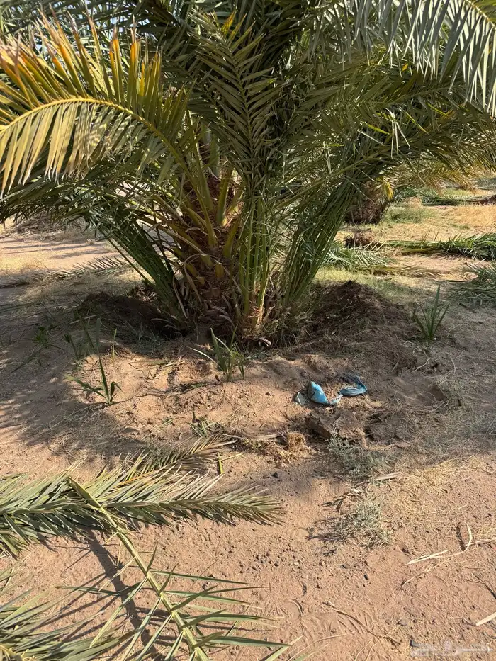 نخيل لبيع 5