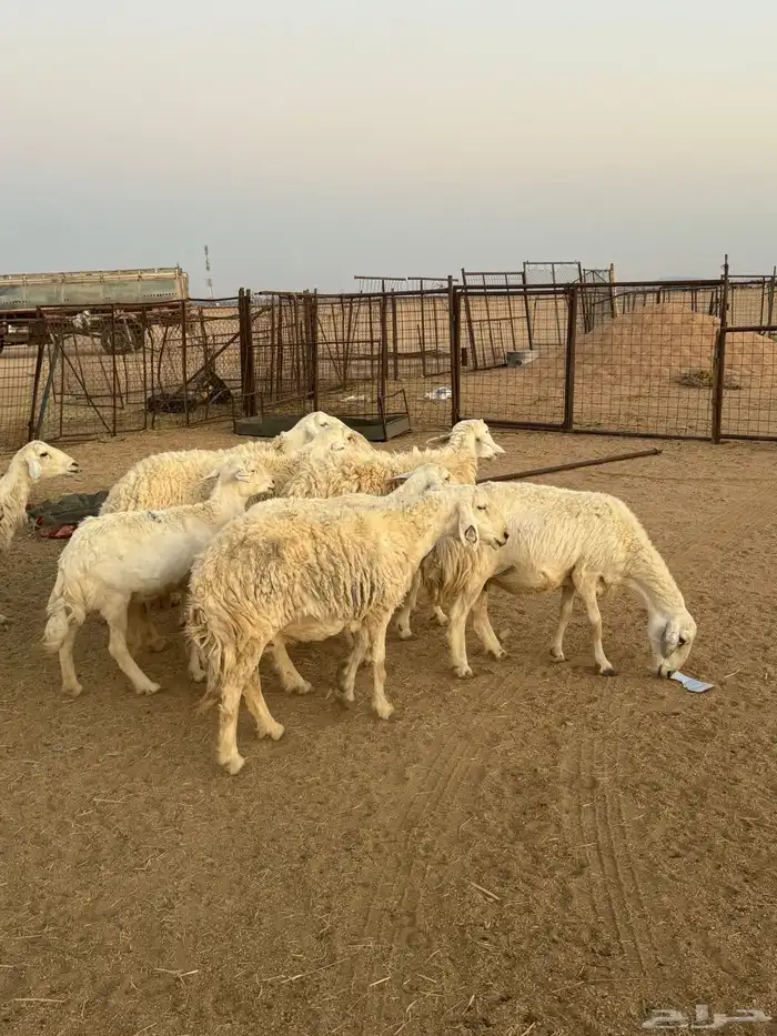 للبيع غنم طيبه 10