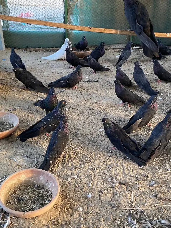 حمام نفاخ قولبر 4