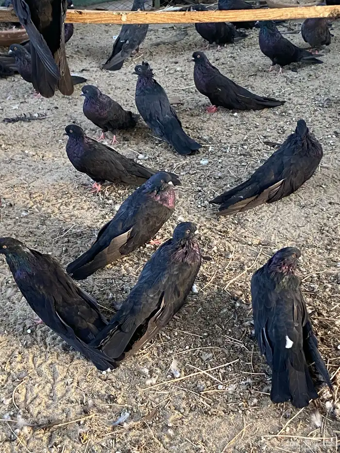 حمام نفاخ قولبر 6