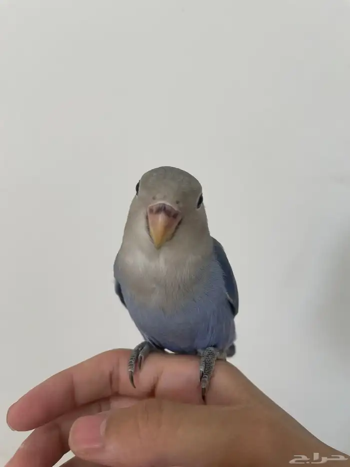 فرخ روز اهدد واليف ومفطوم 3