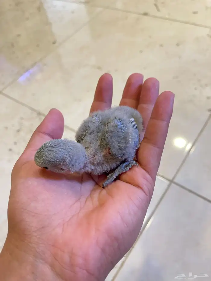 فروخ روز غر 0