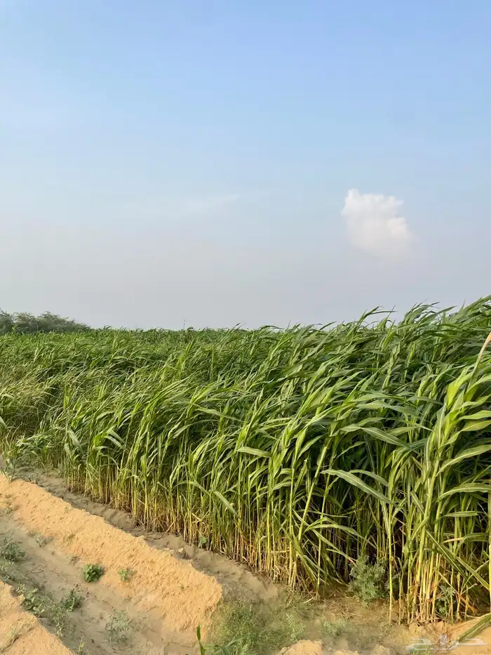 قصب اخضر لبيع لتواصل 0