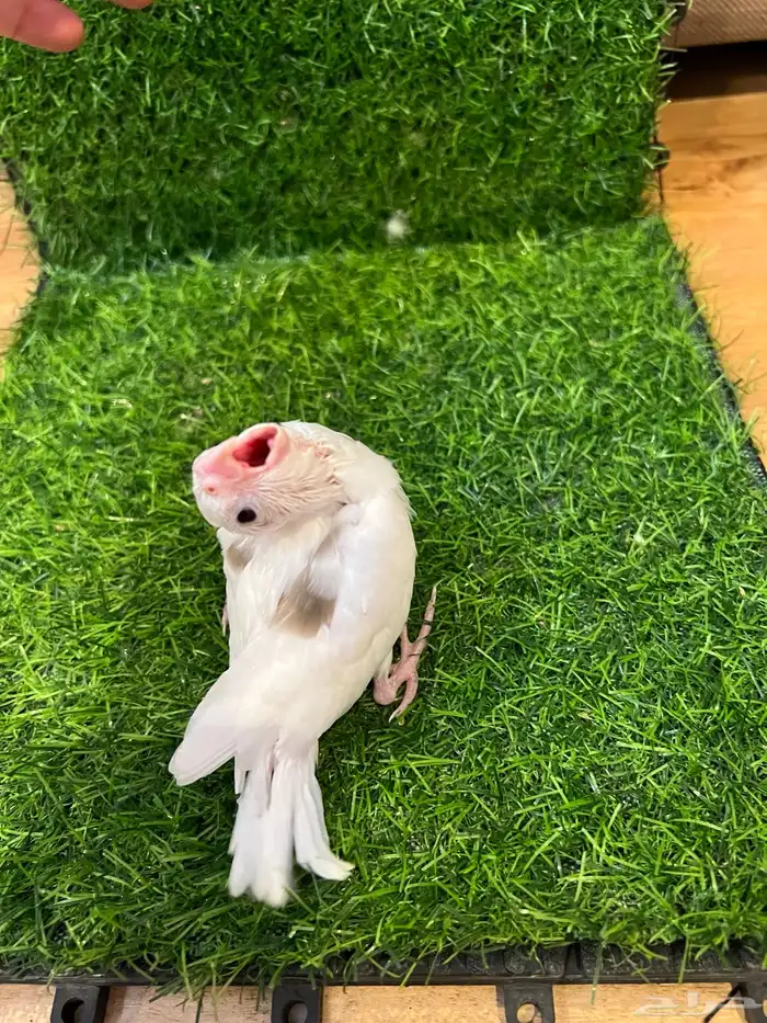 فرخ كروان بصمة نوادر ( تم البيع ) 0