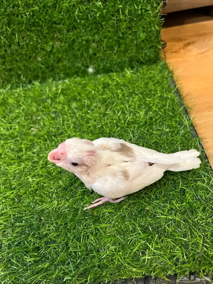 فرخ كروان بصمة نوادر ( تم البيع ) 2