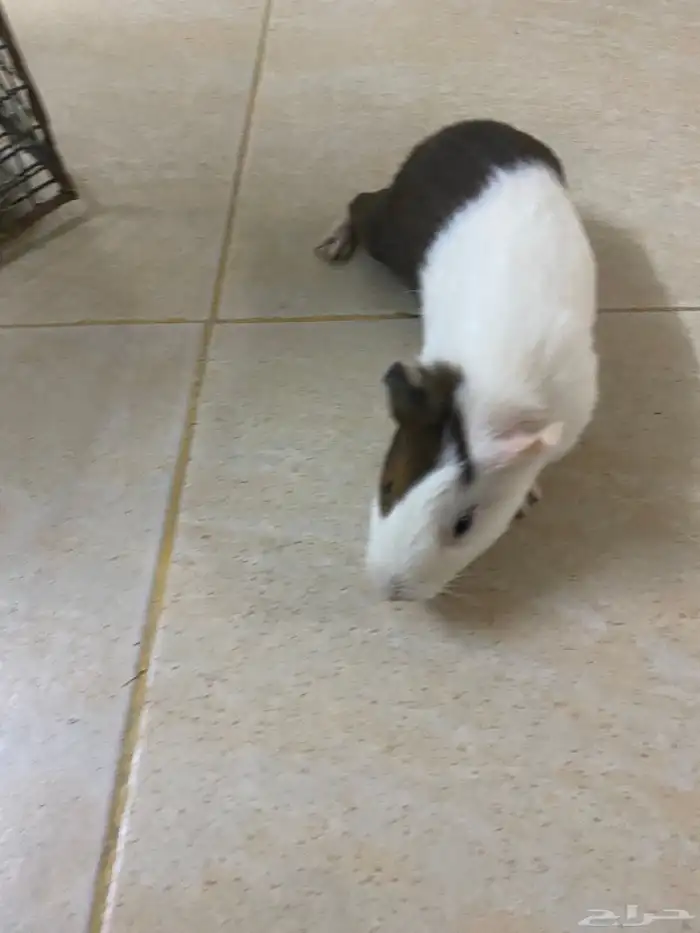 وبري جوز 5