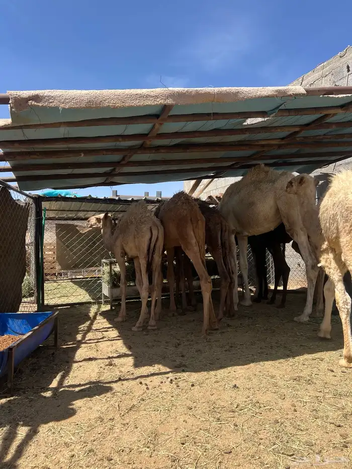 حشوان تربيه صحته شرط 3