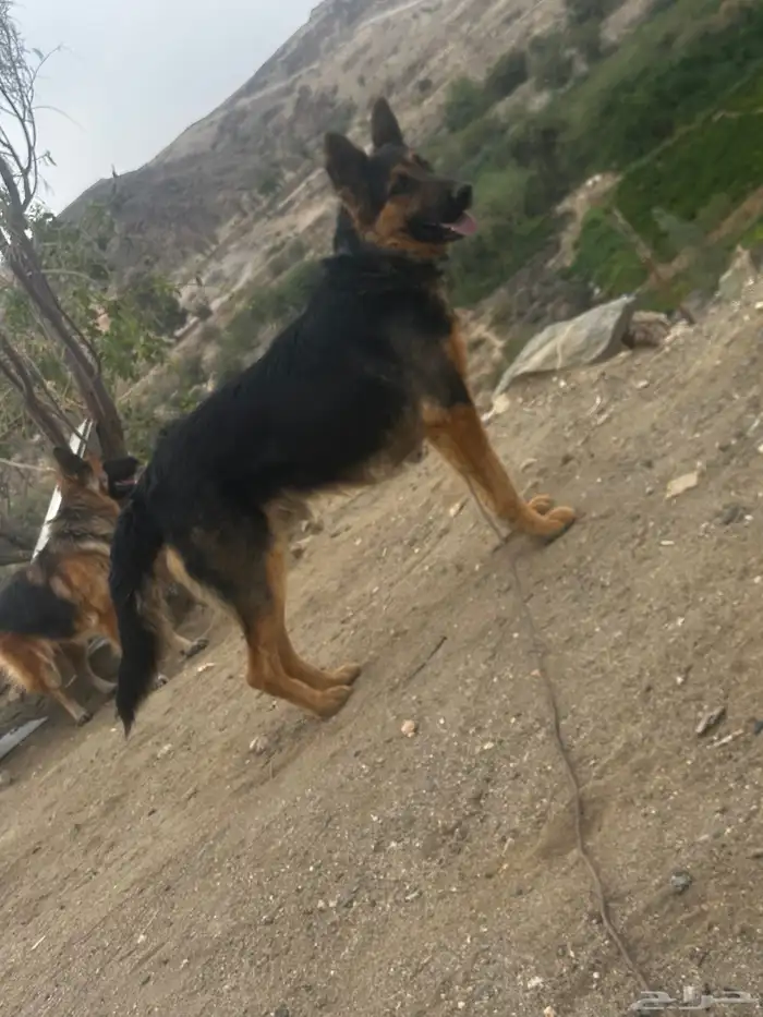 ذكر جيرمني 0