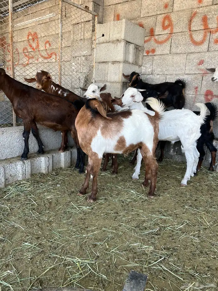تيوس جنوبية 1