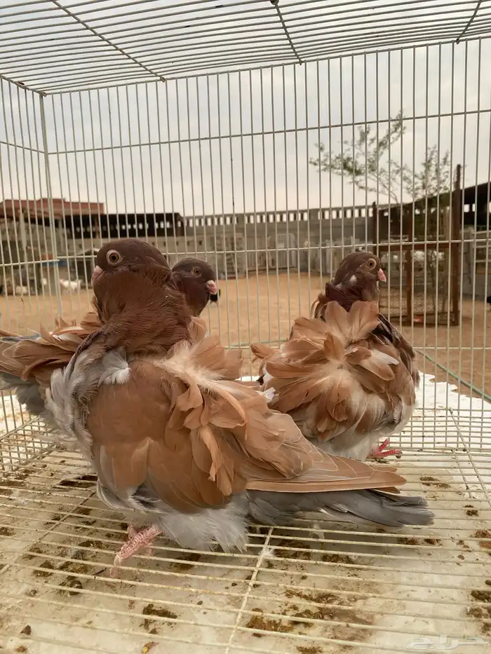 كشكش اوفرات وردتين وجوز جاكوبين 3