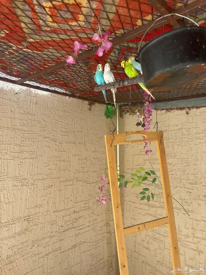 اجوز لبيع دره وبادجي محميه كامله مع الشبك 3