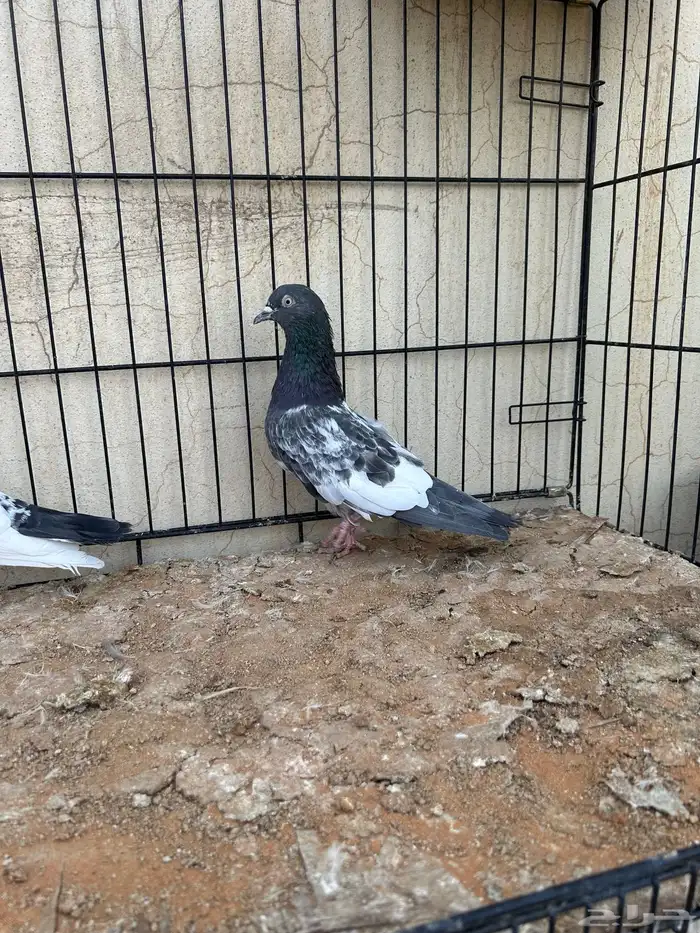 حمام باكستاني. تم البيع 4