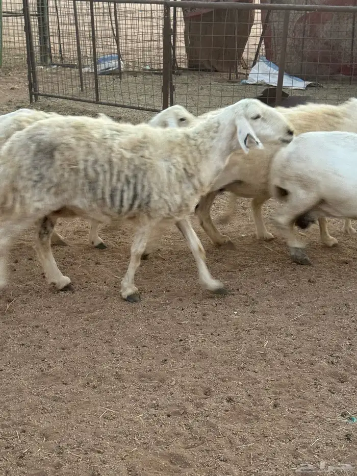 للبيع غنم طيبه 6