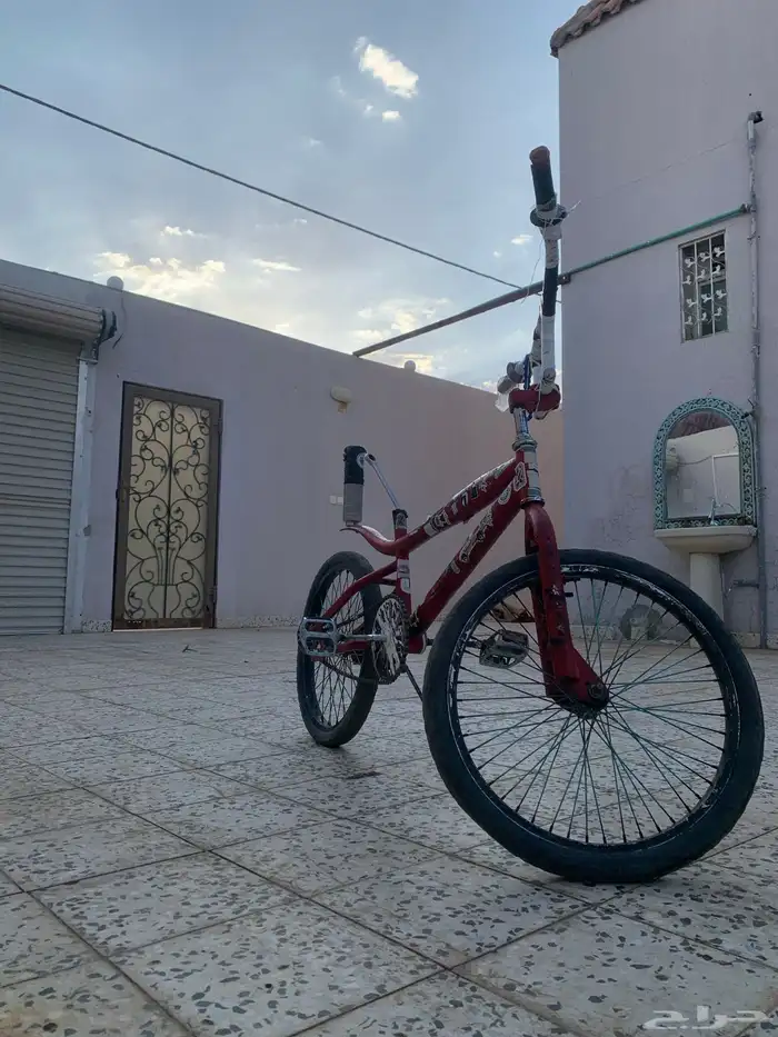 كوبرا احمر للبيع 3