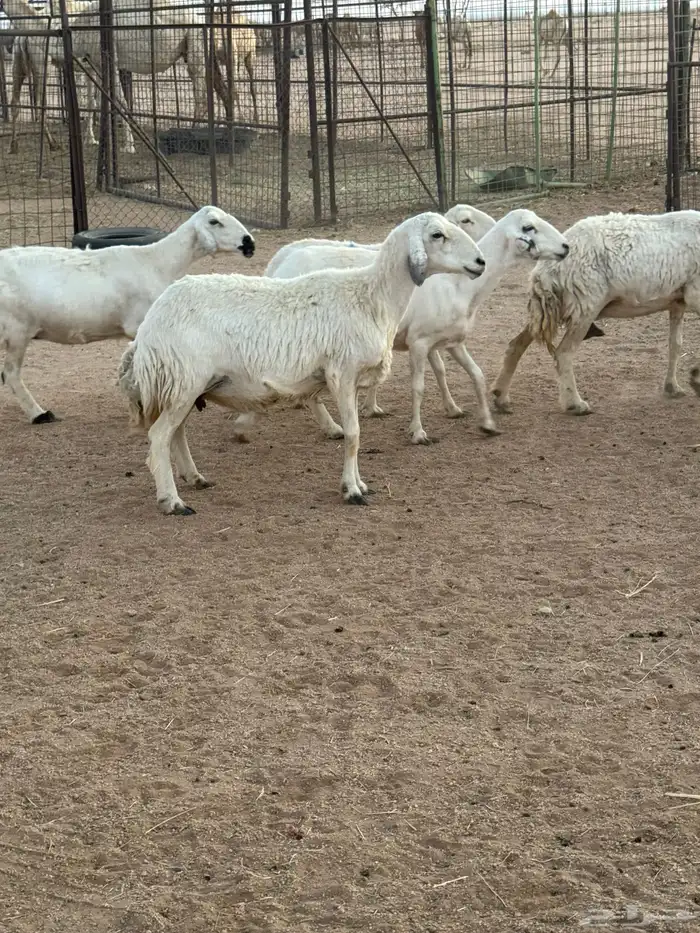 للبيع غنم طيبه 4