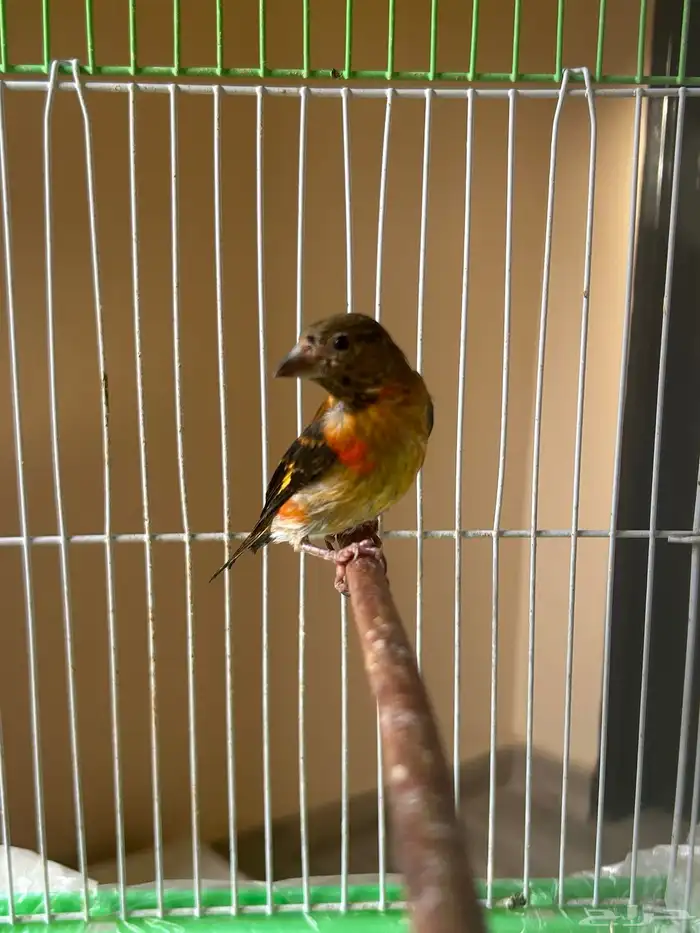 فرخ سسكن احمر فنزويلي من إنتاجي 3