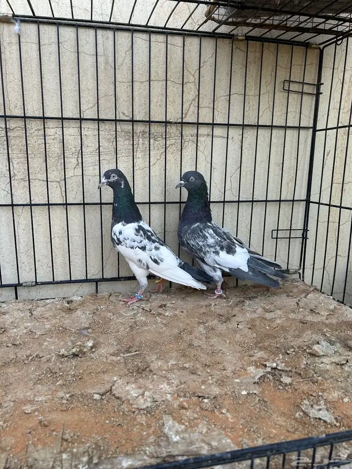 حمام باكستاني. تم البيع 5