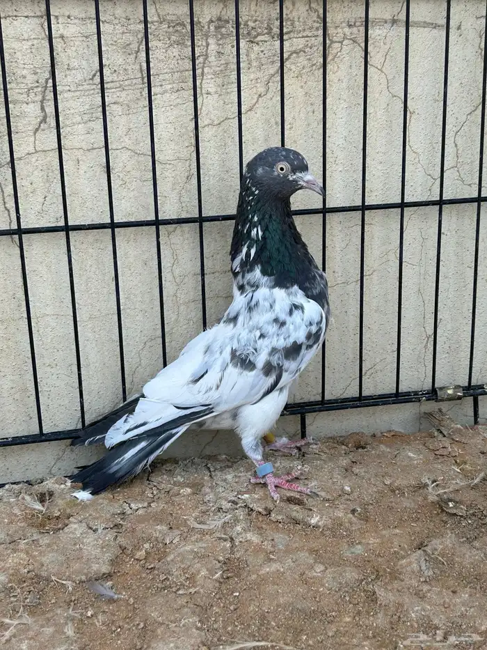 حمام باكستاني. تم البيع 1