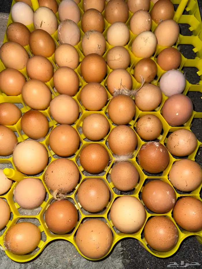 بيض لوهمان 0