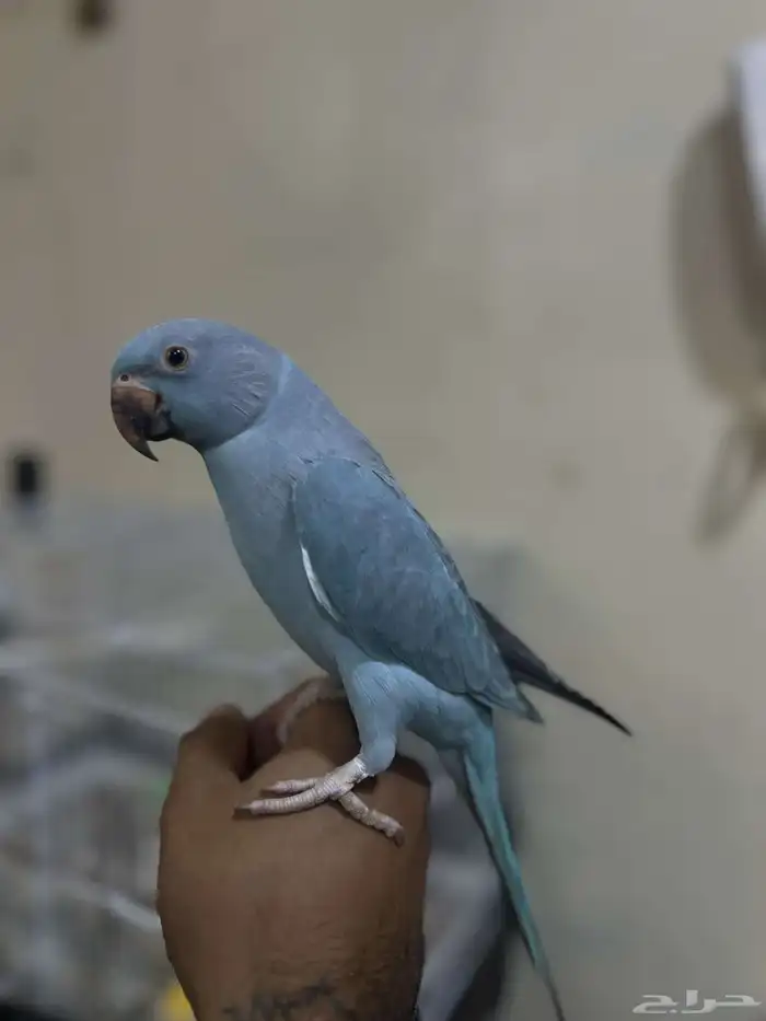 دره اليفه 2