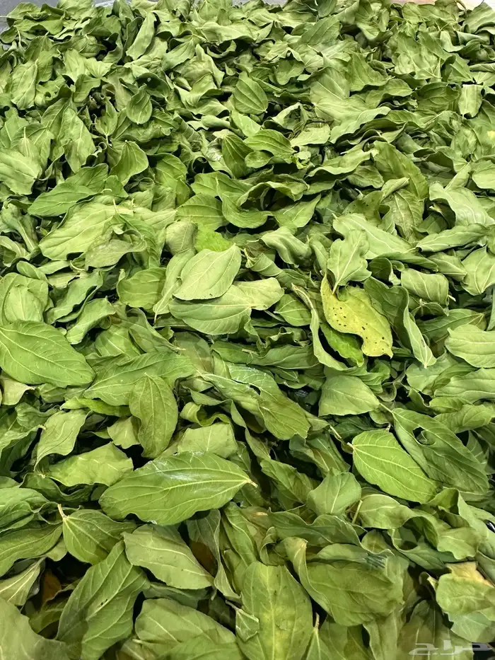 ابيع السدر من سدرتي الخاصه للطلب على الخاص 0