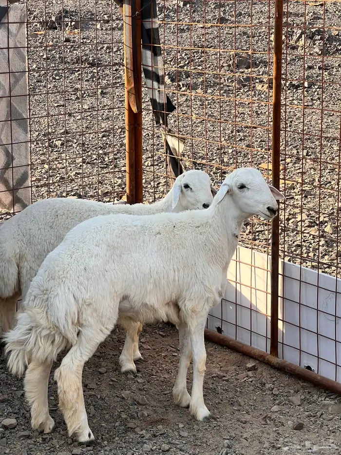 طليان ذبايح 0