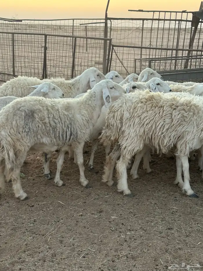 للبيع غنم طيبه 1