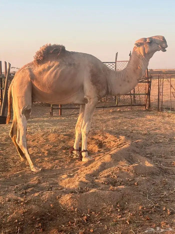 بعير. رباع علئ زمول ابو عجاريد. 1