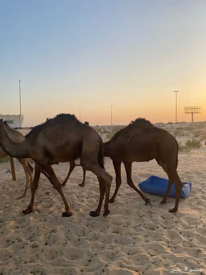 بكره مجهم 2