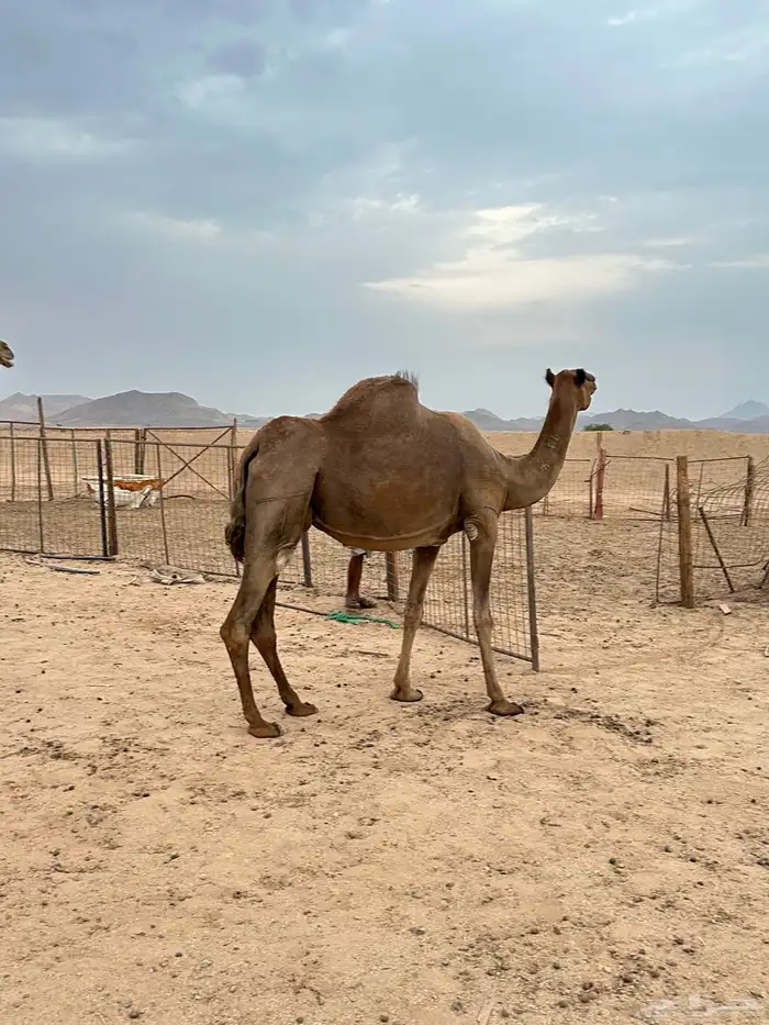 ناقه ساحليه ملاقي 0