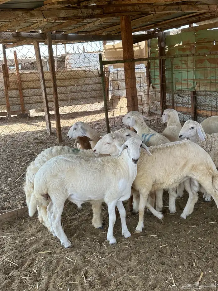 ذبايح الوسام حري سواكن ثلاجه مناسبات 9