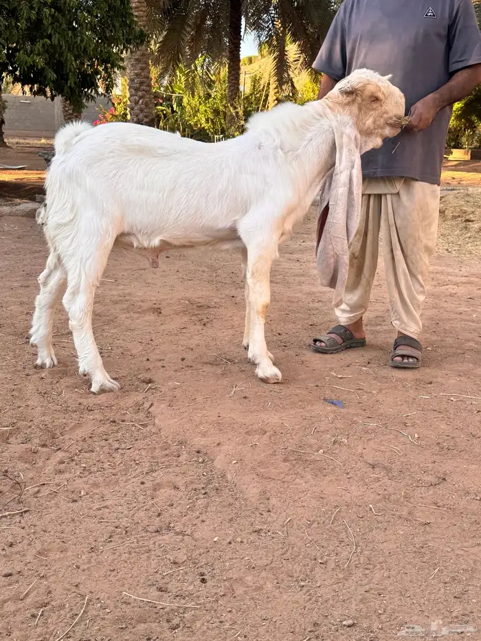 فحل هولندي وعياله 8