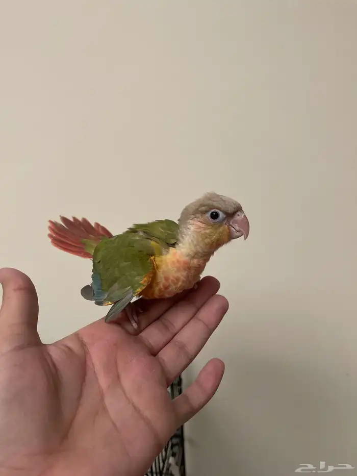 للبيع فرخ كنيور ( تم البيع ) 0