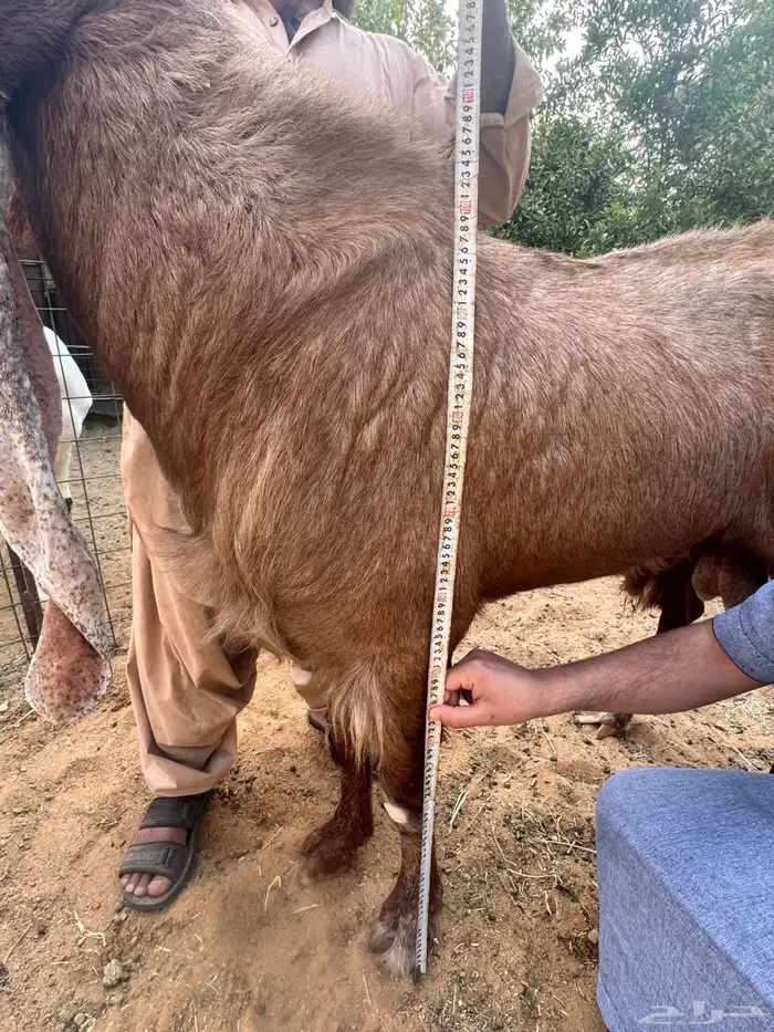 فحل هولندي وعياله 2