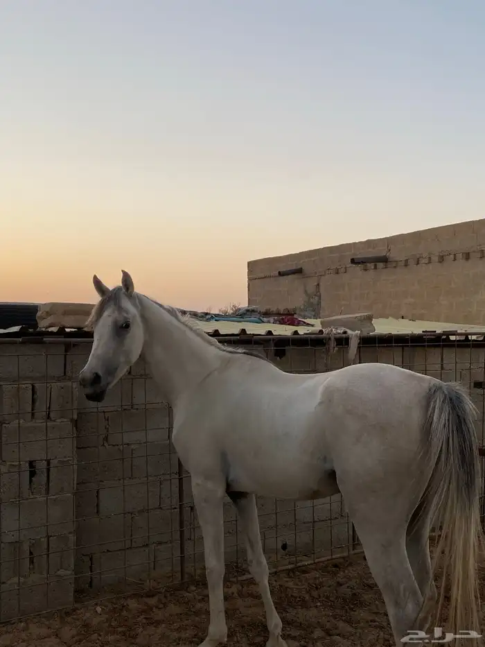 حصان واهو 3