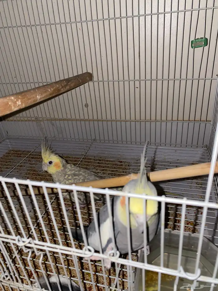 جوز كروان 3
